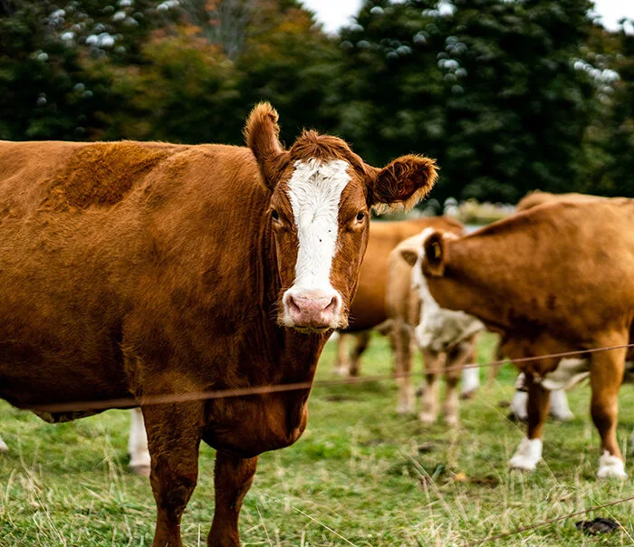 How Land & Farmer Aggregation Builds Scale In Indian Agriculture